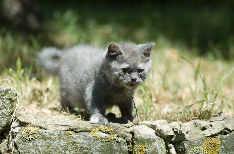 BRITISH SHORTHAIR C037.jpg